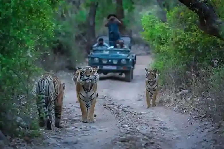 Golden Triangle Safari Tour Ranthambore National Park